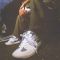 Vans Skate Mixxa Beige/White/Gray